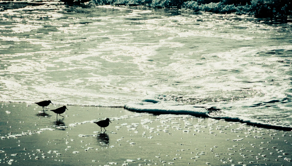 Wellen und Meer am Strand von Conil de la Frontera