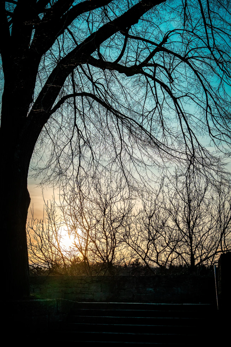 Sonnenuntergang hinter Bäumen