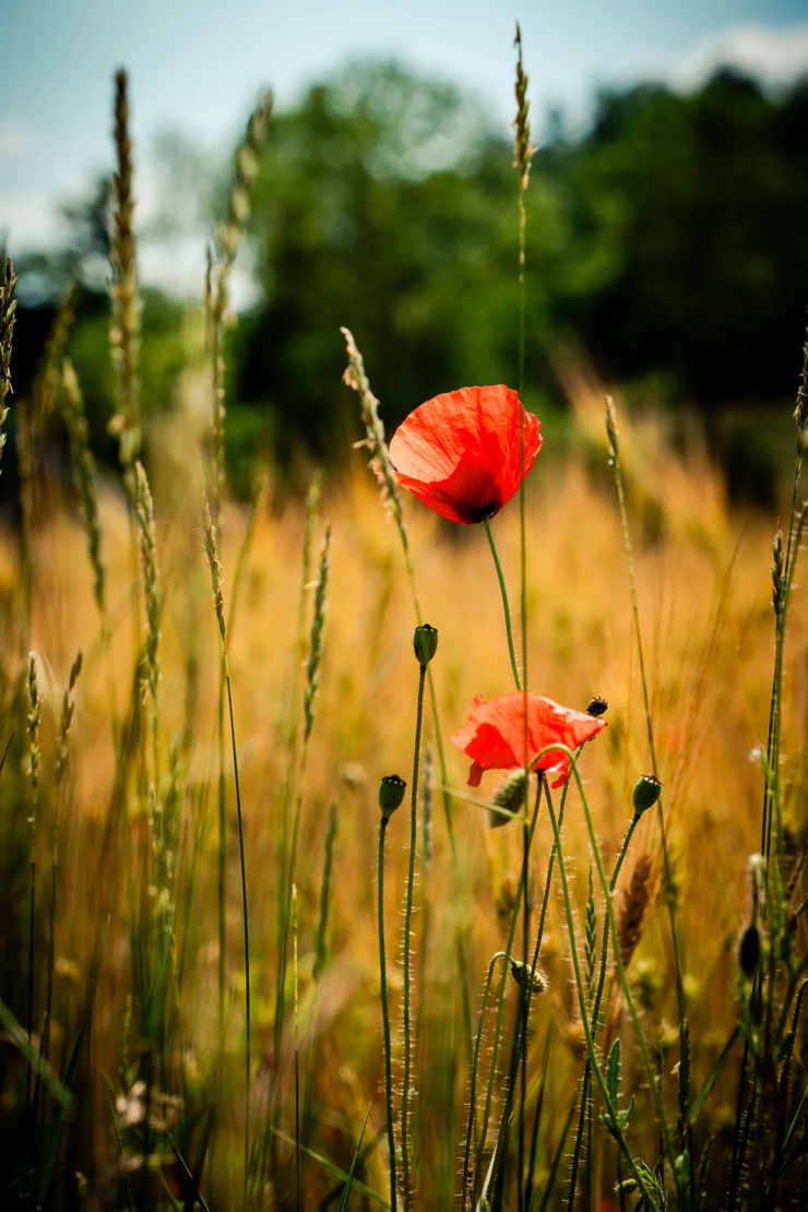 Mohn im Kornfeld